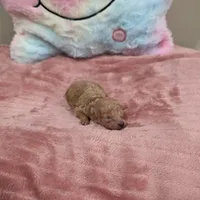 Xena (AKC), a female Poodle - Toy  for sale in Rainbow City, AL – Photo 8 of 10