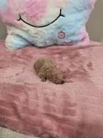 Xena (AKC), a female Poodle - Toy  for sale in Rainbow City, AL – Photo 8 of 10