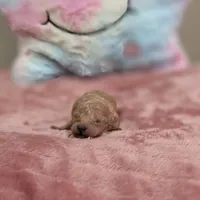 Xena (AKC), a female Poodle - Toy  for sale in Rainbow City, AL – Photo 10 of 10