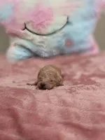 Xena (AKC), a female Poodle - Toy  for sale in Rainbow City, AL – Photo 10 of 10