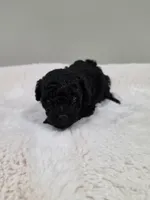 Chyna (AKC), a female Poodle - Toy  for sale in Rainbow City, AL – 8 of 9