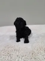 Coop (AKC), a male Poodle - Toy  for sale in Rainbow City, AL – 5 of 10