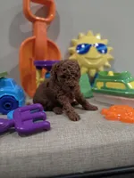 Yeti, a male Poodle - Toy  for sale in Rainbow City, AL – Photo 2 of 10