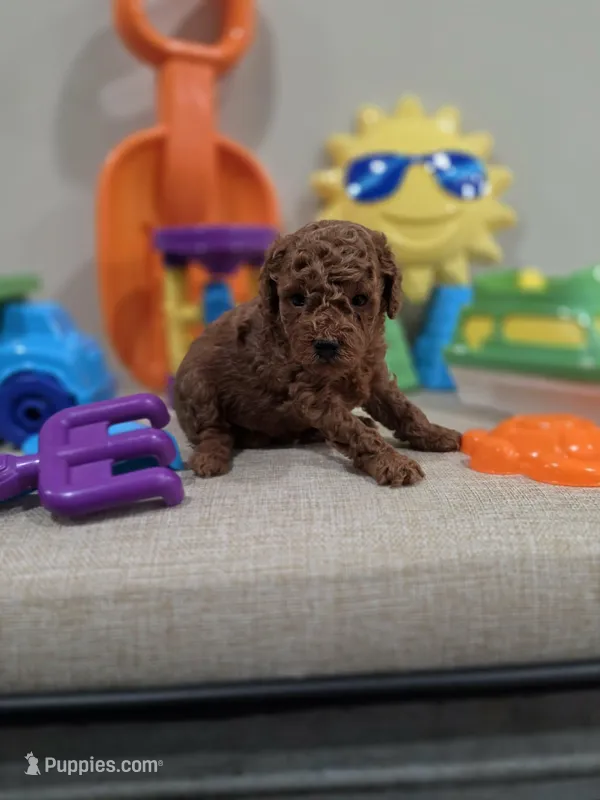 Yeti – Poodle - Toy  puppy for sale in Rainbow City, AL