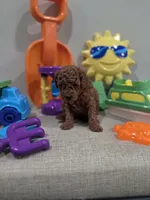 Yeti, a male Poodle - Toy  for sale in Rainbow City, AL – Photo 4 of 10