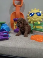 Yeti, a male Poodle - Toy  for sale in Rainbow City, AL – Photo 10 of 10