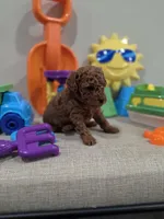 Yeti, a male Poodle - Toy  for sale in Rainbow City, AL – Photo 6 of 10