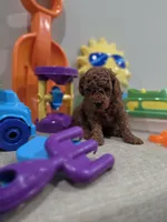 Yeti, a male Poodle - Toy  for sale in Rainbow City, AL – Photo 3 of 10