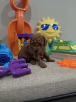 Yeti, a male Poodle - Toy  for sale in Rainbow City, AL – Photo 9 of 10