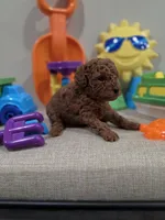 Yeti, a male Poodle - Toy  for sale in Rainbow City, AL – Photo 8 of 10