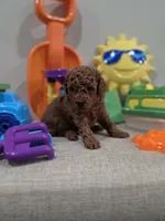 Yeti, a male Poodle - Toy  for sale in Rainbow City, AL – Photo 7 of 10
