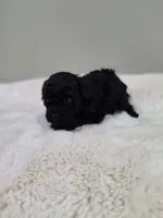 Chyna (AKC), a female Poodle - Toy  for sale in Rainbow City, AL – 6 of 9