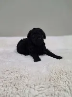 Coop (AKC), a male Poodle - Toy  for sale in Rainbow City, AL – 7 of 10