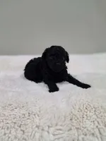 Coop (AKC), a male Poodle - Toy  for sale in Rainbow City, AL – 8 of 10