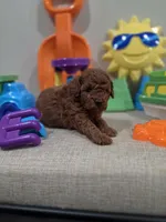 Yogi (AKC), a male Poodle - Toy  for sale in Rainbow City, AL – Photo 5 of 10