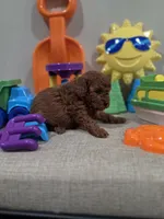 Yogi (AKC), a male Poodle - Toy  for sale in Rainbow City, AL – Photo 8 of 10