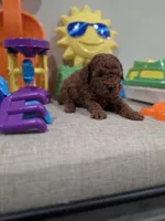 Yogi (AKC), a male Poodle - Toy  for sale in Rainbow City, AL – Photo 2 of 10