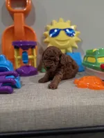 Yogi (AKC), a male Poodle - Toy  for sale in Rainbow City, AL – Photo 4 of 10