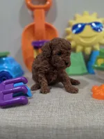 Yogi (AKC), a male Poodle - Toy  for sale in Rainbow City, AL – Photo 9 of 10