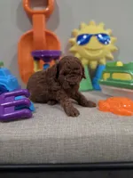 Yogi (AKC), a male Poodle - Toy  for sale in Rainbow City, AL – Photo 7 of 10