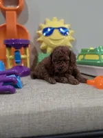 Yogi (AKC), a male Poodle - Toy  for sale in Rainbow City, AL – Photo 3 of 10