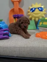 Yogi (AKC), a male Poodle - Toy  for sale in Rainbow City, AL – Photo 6 of 10