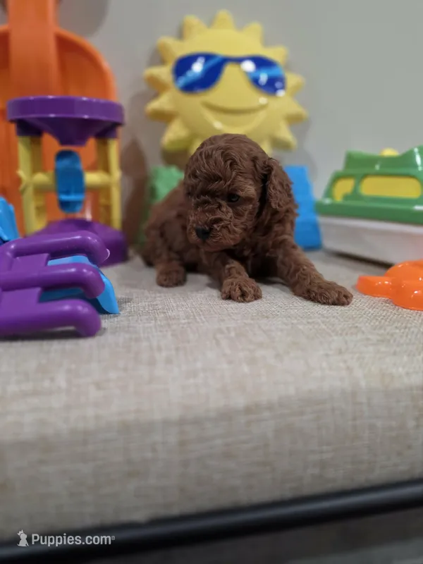 Yogi (AKC) – Poodle - Toy  puppy for sale in Rainbow City, AL