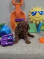 Yogi (AKC), a male Poodle - Toy  for sale in Rainbow City, AL – Photo 10 of 10