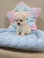 Vercase (AKC), a male Poodle - Toy  for sale in Rainbow City, AL – Photo 3 of 10