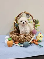 Vercase (AKC), a male Poodle - Toy  for sale in Rainbow City, AL – Photo 4 of 10