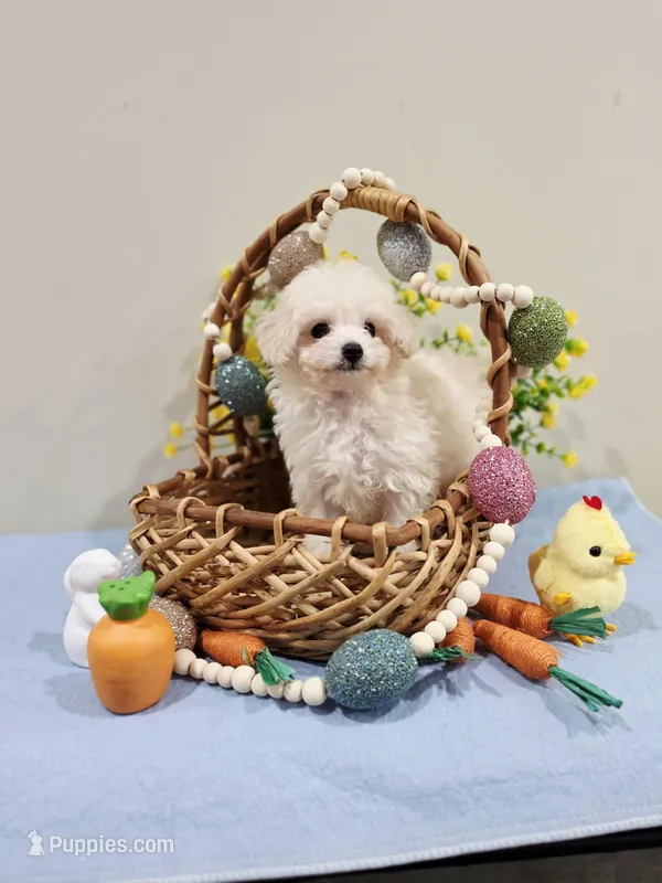 Vercase (AKC) – Poodle - Toy  puppy for sale in Rainbow City, AL