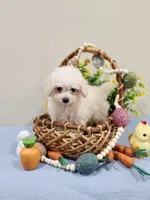 Vercase (AKC), a male Poodle - Toy  for sale in Rainbow City, AL – Photo 5 of 10