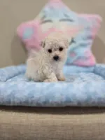 Vercase (AKC), a male Poodle - Toy  for sale in Rainbow City, AL – Photo 5 of 10