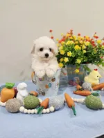 Vercase (AKC), a male Poodle - Toy  for sale in Rainbow City, AL – Photo 7 of 10