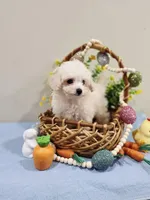 Vercase (AKC), a male Poodle - Toy  for sale in Rainbow City, AL – Photo 6 of 10