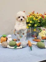 Vercase (AKC), a male Poodle - Toy  for sale in Rainbow City, AL – Photo 8 of 10