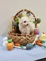 Vercase (AKC), a male Poodle - Toy  for sale in Rainbow City, AL – Photo 3 of 10