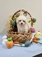 Vercase (AKC), a male Poodle - Toy  for sale in Rainbow City, AL – Photo 2 of 10