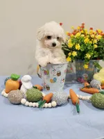 Vercase (AKC), a male Poodle - Toy  for sale in Rainbow City, AL – Photo 10 of 10