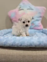 Vercase (AKC), a male Poodle - Toy  for sale in Rainbow City, AL – Photo 4 of 10