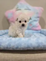 Vercase (AKC), a male Poodle - Toy  for sale in Rainbow City, AL – Photo 6 of 10