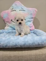 Vercase (AKC), a male Poodle - Toy  for sale in Rainbow City, AL – Photo 2 of 10