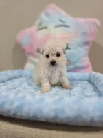 Vercase (AKC), a male Poodle - Toy  for sale in Rainbow City, AL – Photo 8 of 10