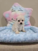 Vercase (AKC), a male Poodle - Toy  for sale in Rainbow City, AL – Photo 9 of 10