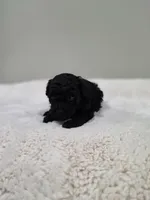 Chyna (AKC), a female Poodle - Toy  for sale in Rainbow City, AL – 3 of 9