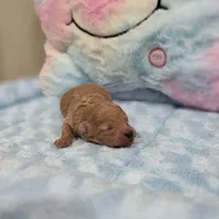 Xavier (AKC), a male Poodle - Toy  for sale in Rainbow City, AL – Photo 7 of 10