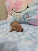 Xavier (AKC), a male Poodle - Toy  for sale in Rainbow City, AL – Photo 7 of 10