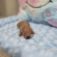 Xavier (AKC), a male Poodle - Toy  for sale in Rainbow City, AL – Photo 3 of 10