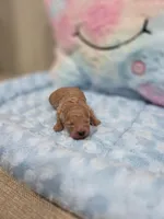 Xavier (AKC), a male Poodle - Toy  for sale in Rainbow City, AL – Photo 3 of 10