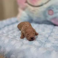 Xavier (AKC), a male Poodle - Toy  for sale in Rainbow City, AL – Photo 1 of 10